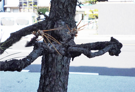 LAR⍑s\؂̈ҁAc뉀Bdoctor of japanese tree.