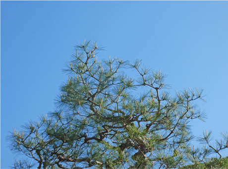 広島県、山口県でアカマツの剪定は樹木剪定士の塩田剪庭園にお任せください